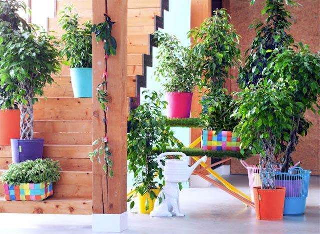 Ev bitkileri ile baharı dört mevsim yaşayabilirsiniz