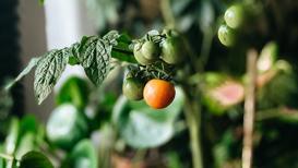 Saksıda sebze nasıl yetiştirilir?