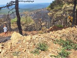 Orhaneli'nde yanan 96 hektar orman, yeniden ağaçlandırılacak