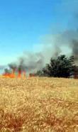 Edirne'de yangınlarda 25 dekar buğday ekili alan zarar gördü