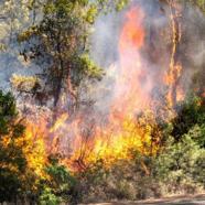 TEMA Edirne temsilciliğinde orman ve anız yangınları uyarısı