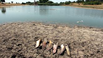 Edirne'de gölette toplu balık ölümleri inceleniyor