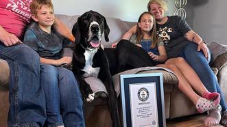 Dünyanın en uzun köpeği olarak seçilmişti, hayatını kaybetti