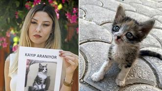 Yavruyken sokakta buldu, uçakta kaybetti! Sokak sokak kedisini arıyor