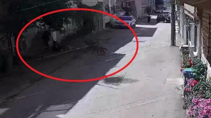 Sokakta oynayan çocuklara köpekler saldırdı! O anlar anbean kaydedildi