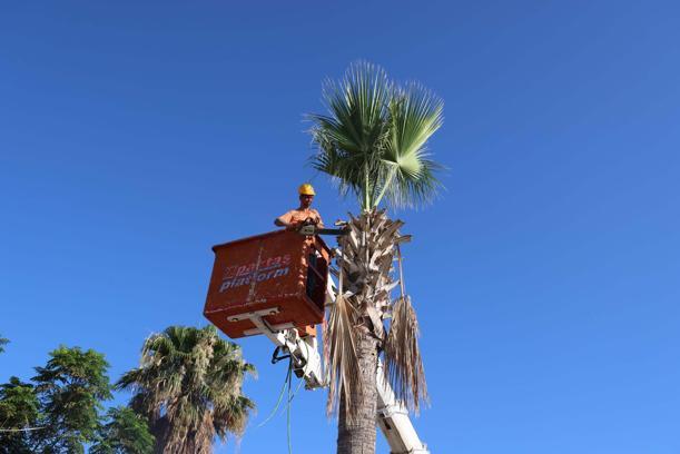 Marmaris'te palmiyelerin bakım zamanı
