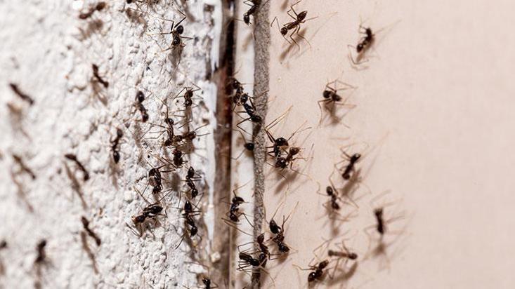 Karıncaları öldürmeden evden kaçıran baharat! Kokusu evden uğurlamaya yetiyor