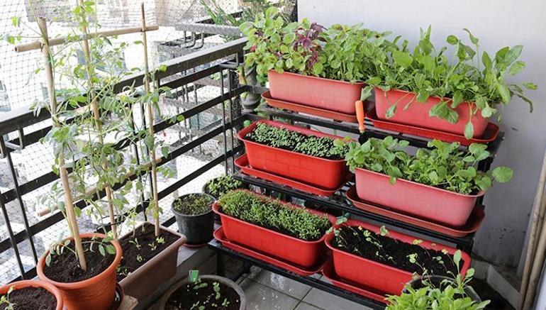 Evinize doğal bir dokunuş… İşte balkon bahçesi yapmak için bilmeniz gerekenler