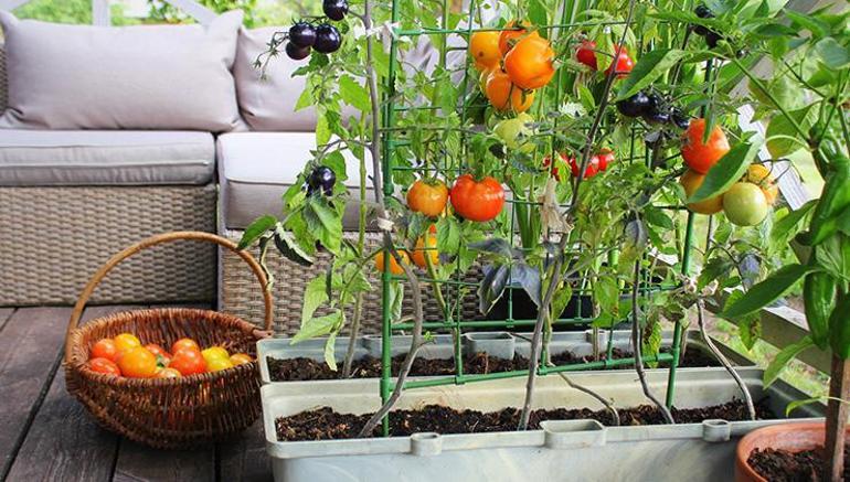 Evinize doğal bir dokunuş… İşte balkon bahçesi yapmak için bilmeniz gerekenler
