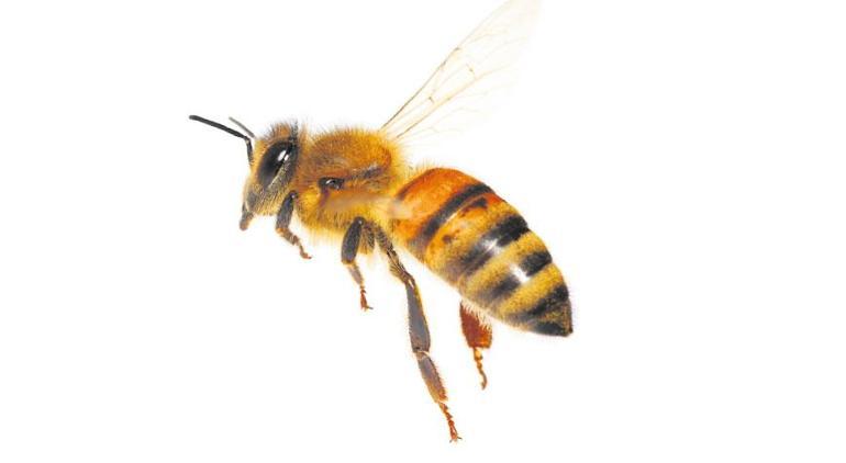 İklim krizi arıları öldürüyor