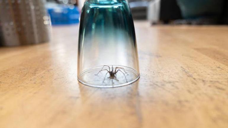 Örümcekleri eve davet eden hata Bu yöntemlerle evdeki örümceklerden kurtulacaksınız