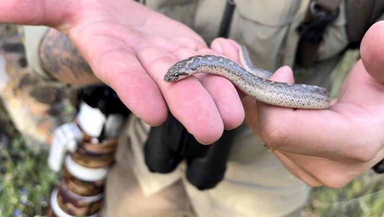 Türkiyenin tek boa yılanı türü görüntülendi: Kana susamış insan avcıları değil