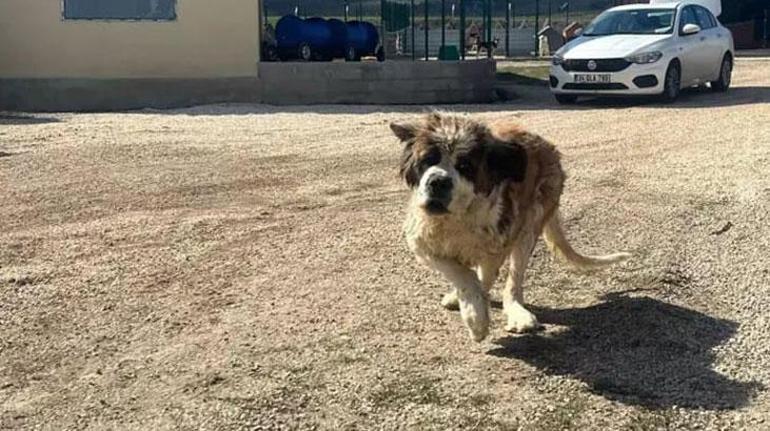 Kuduz olduğu iddia edilen köpekleri Şanlıurfadan Ankaraya getiren Buket Özgünlü tutuklandı