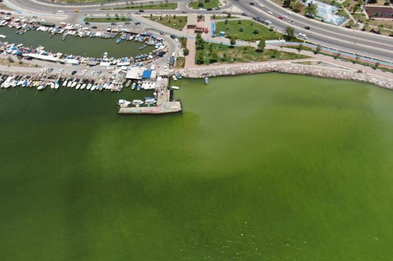 Plankton patlaması İzmirde endişe...