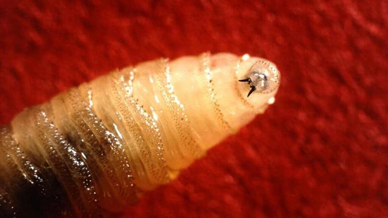 ABD, 15 milyon kısır sineği Panamaya salıyor Her hafta yapılan tuhaf operasyon