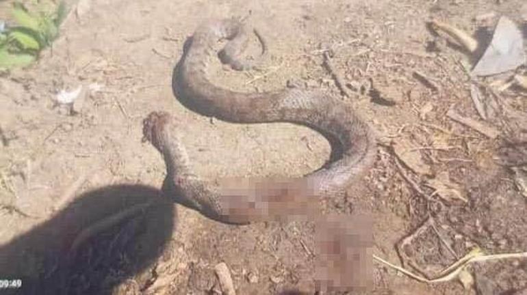 Yer: Hakkari Türkiye’nin en zehirli yılanı bastonla öldürüldü