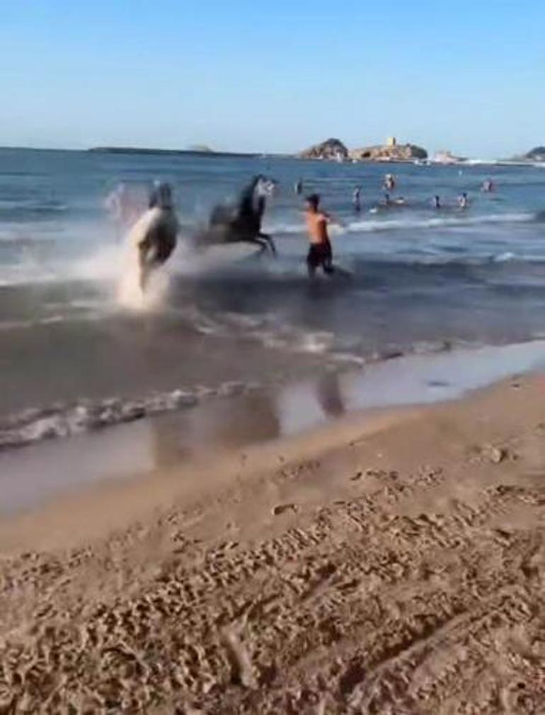 Şile plajında panik Sahile getirilen atlar güneşlenenlerin arasına daldı