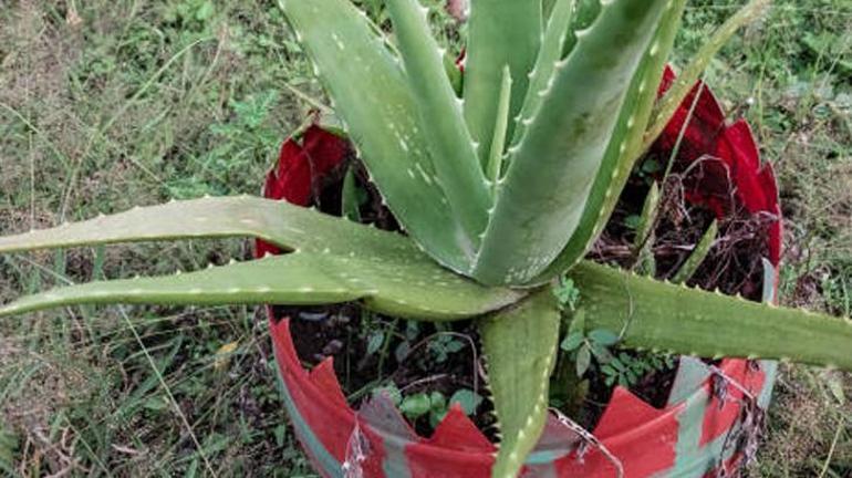 Solmuş Aloe Vera bitkisini canlandıran formül Bu iki malzemeyi karıştırıp toprağına serpin