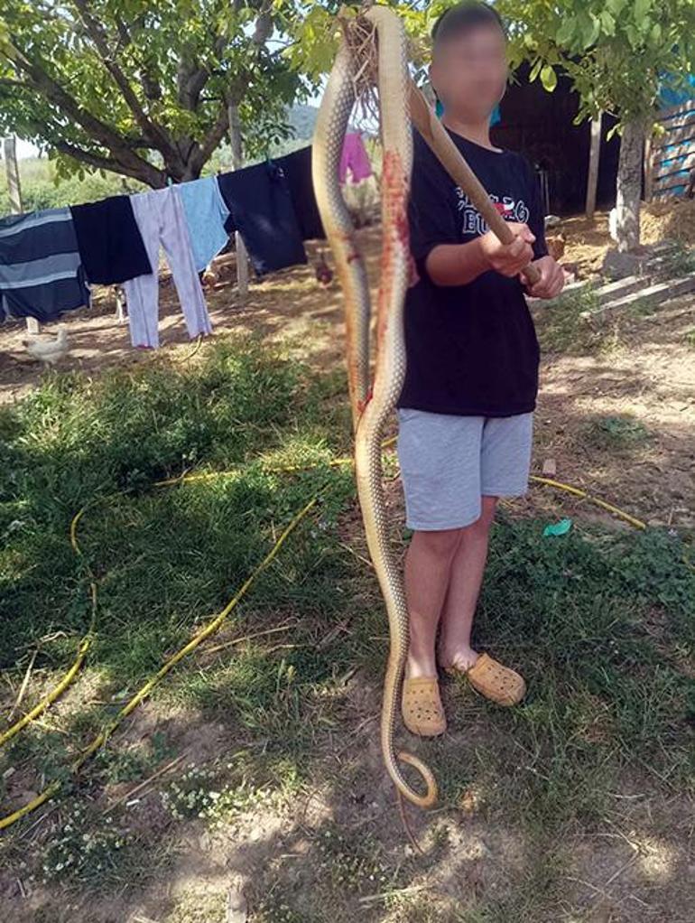 Tarlasında 2 metrelik dev yılanla karşılaştı Böyle etkisiz hale getirdi