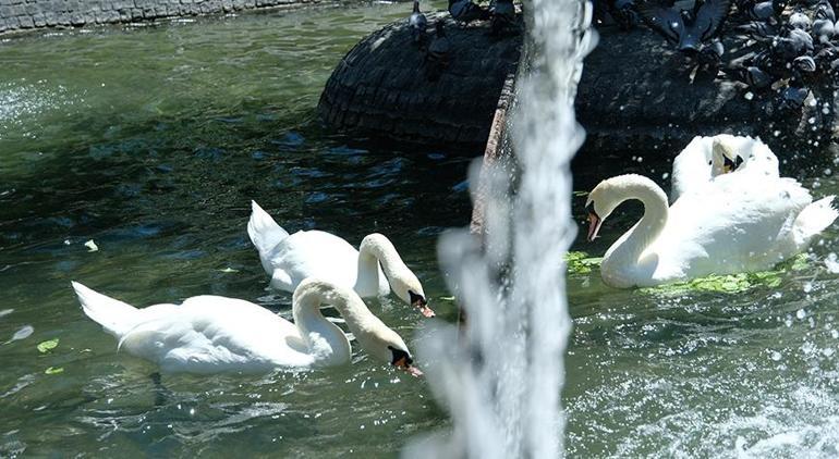 Ankara’nın simgesi Kuğulu Park’ta tel örgülü önlem