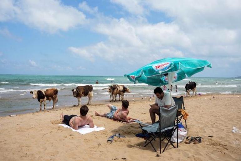 İstanbulda sıcaktan bunalan inekler plaja indi